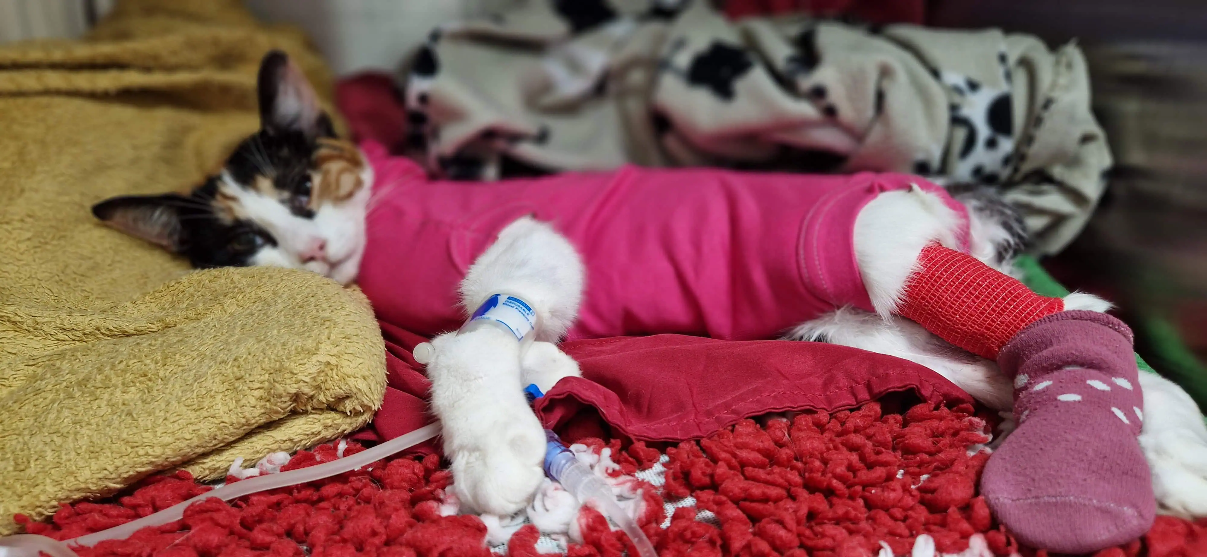 Intensive care patient