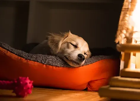 Choosing the right bed for your dog