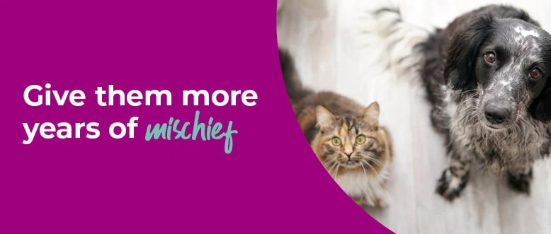 Senior Pets | Care for Older Pets | Leadon Vale Veterinary Centre