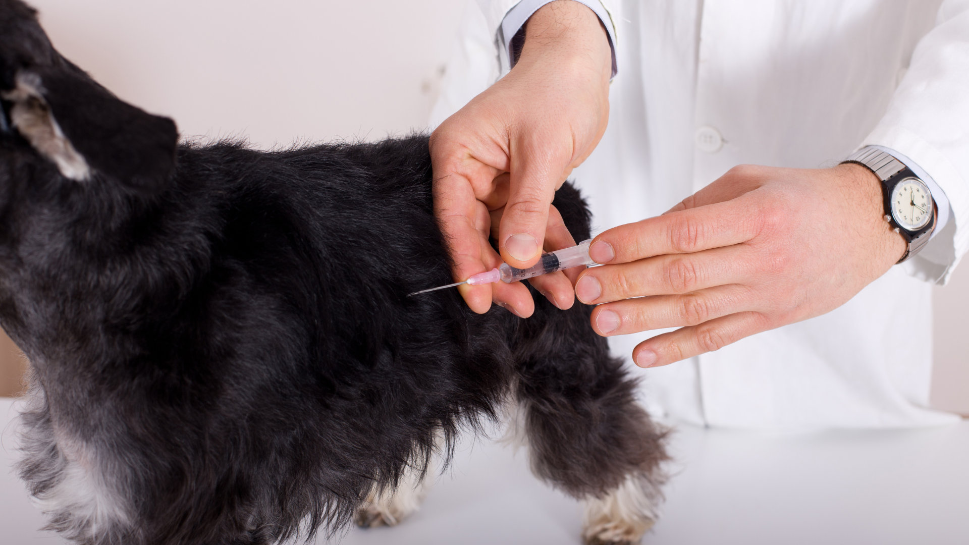 Dog Vaccinations at Ledbury Vets