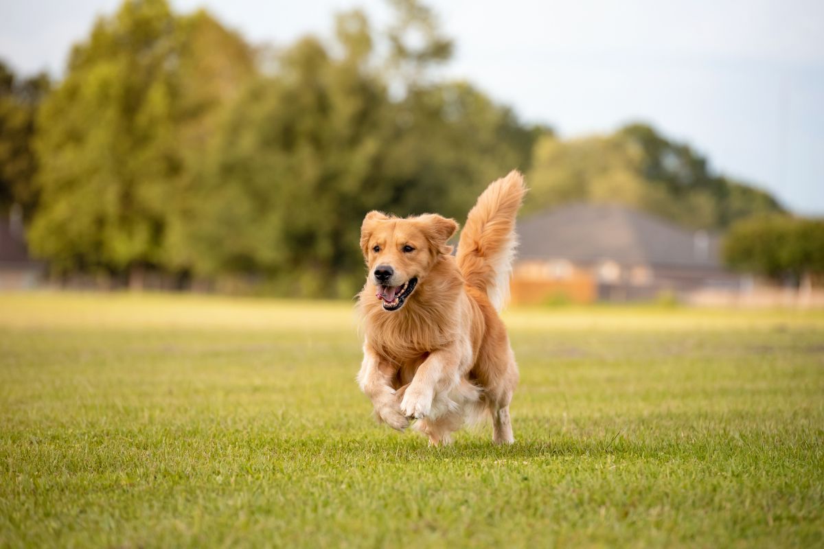 Lungworm in Dogs