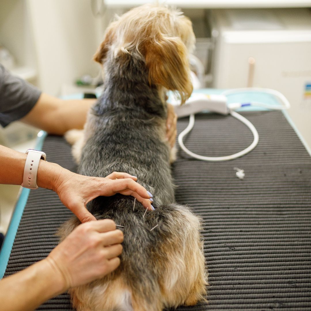 Pet Acupuncture and Electroacupuncture