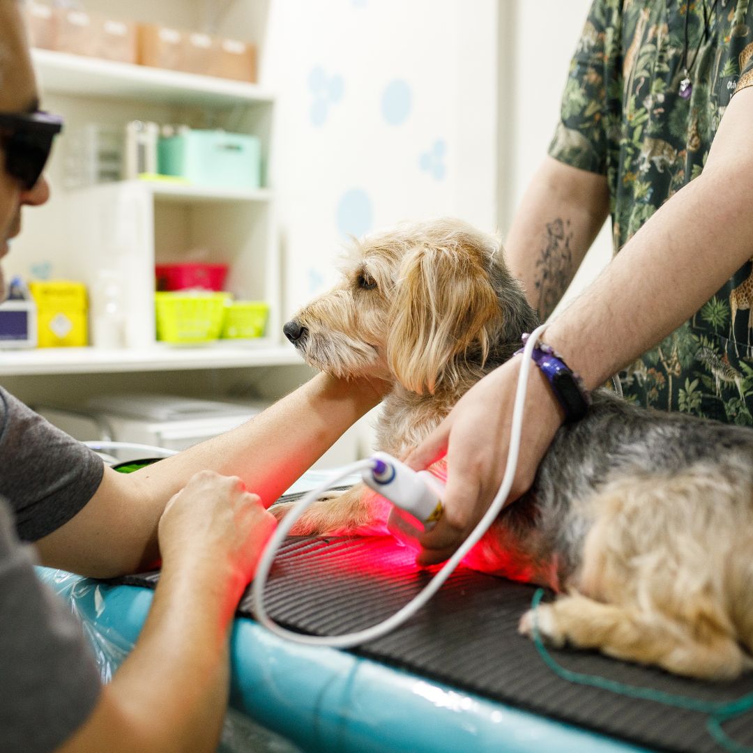 Pet Laser Therapy