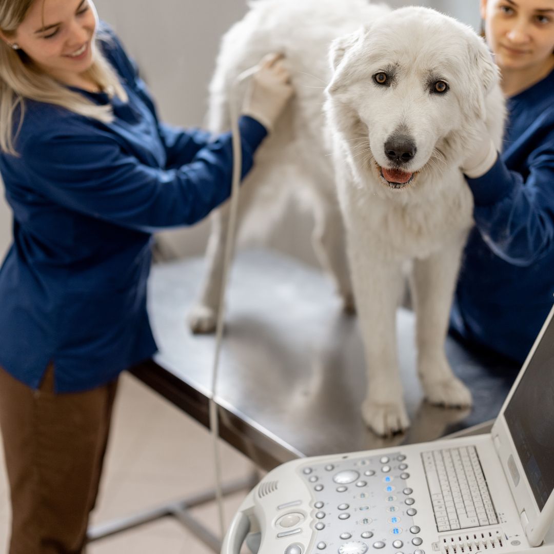 Pet Ultrasound Therapy