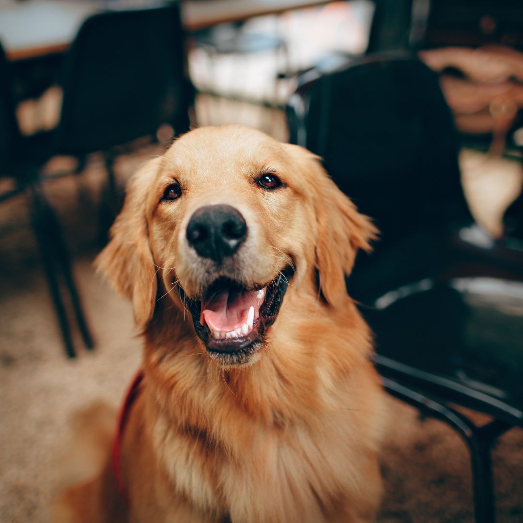 Shockwave Therapy For dogs