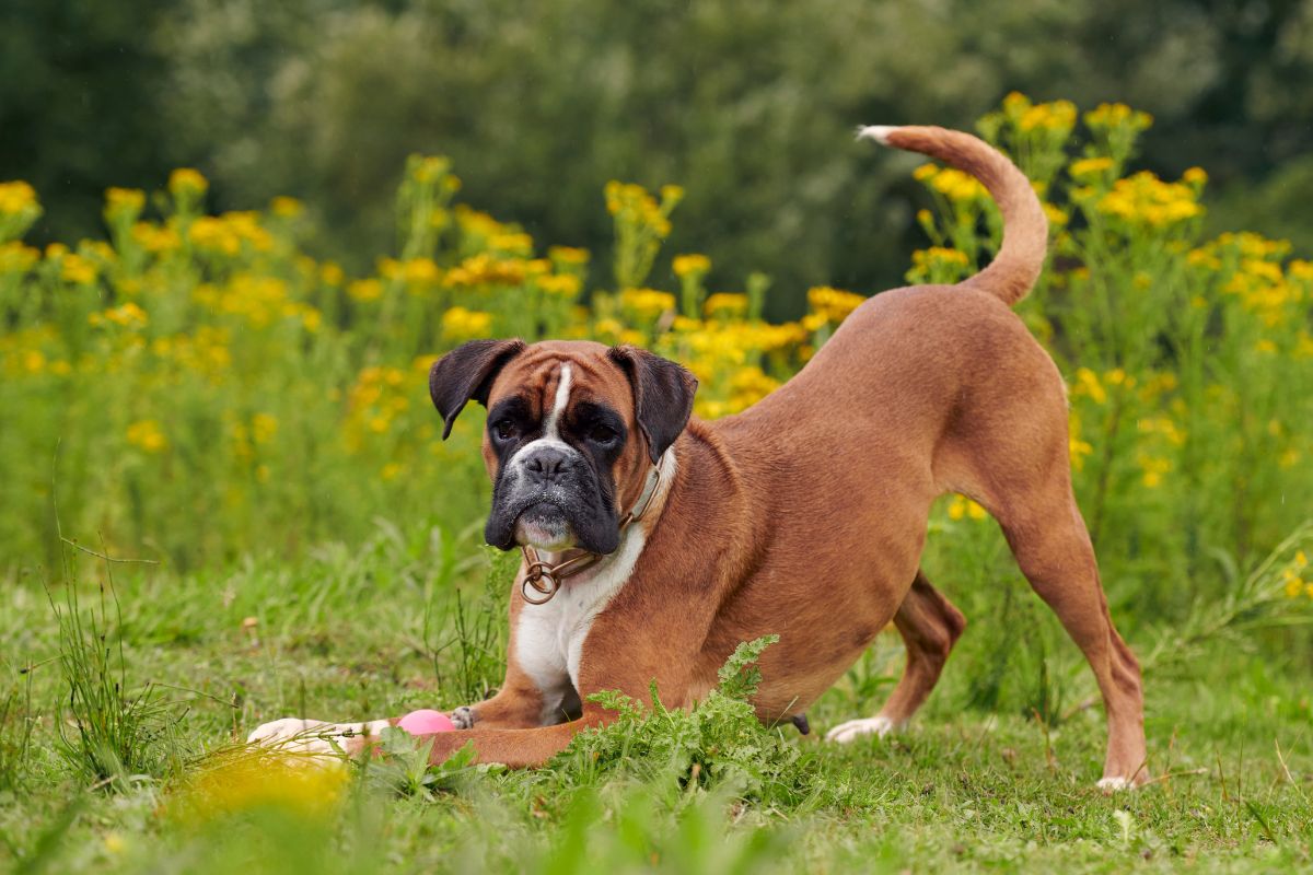 Tapeworm in Dogs