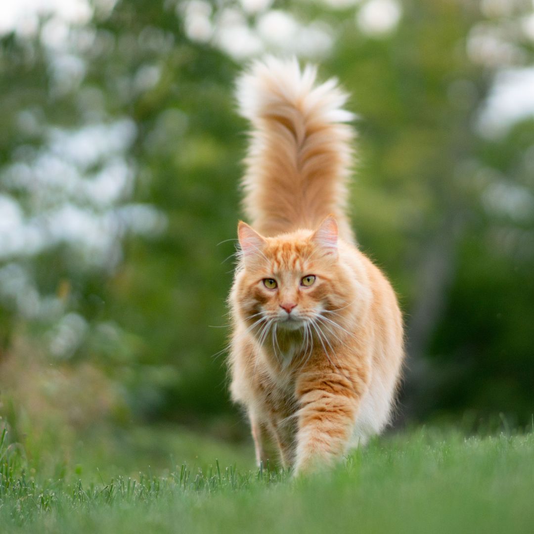 Worms in Cats