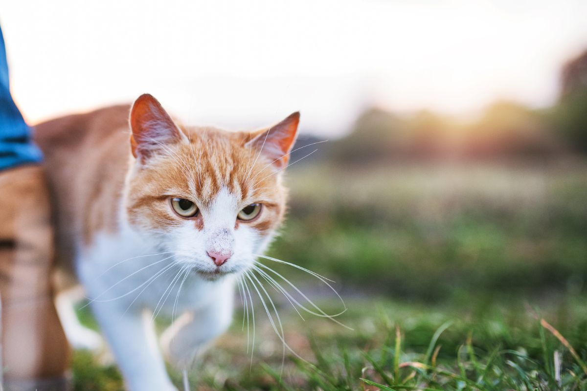 cats in season