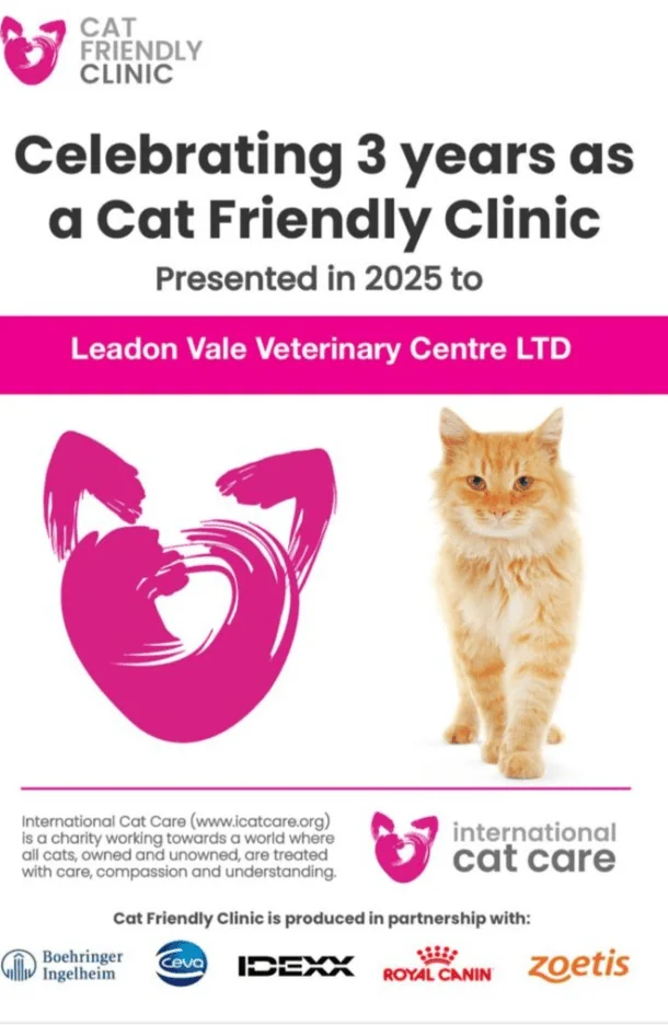 leadonvale cfc 3 years