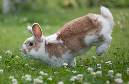 Vaccinating Your Rabbit