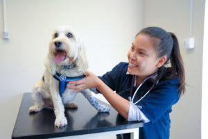 vets in herefordshire