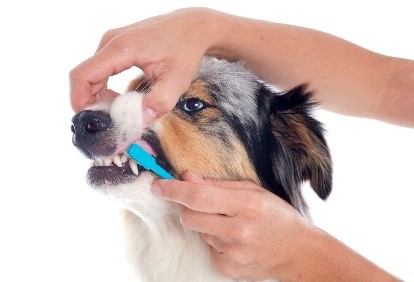 toothbrushing guide for dogs