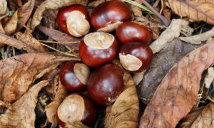Are conkers poisonous to dogs?