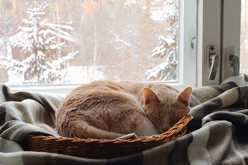 products you need for your senior pet this Christmas