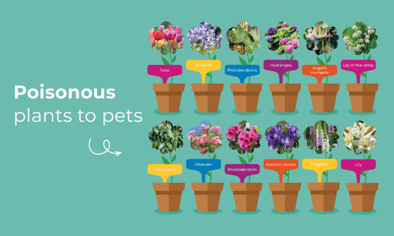 The top 12 most poisonous plants for pets