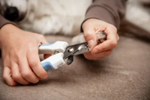 Tips for clipping your pet's claws