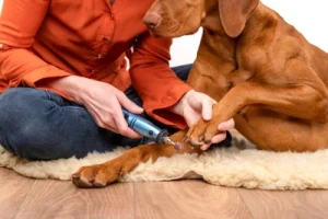 Tips for clipping your pet's claws