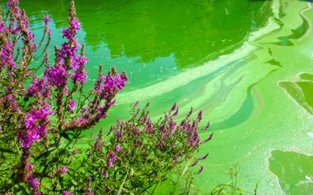 green algae and dog poisoning