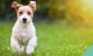 fact-about-dogs-leadonvale