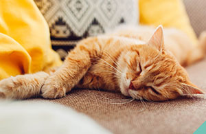 diabetes-and-cats