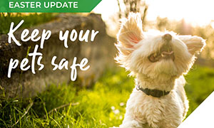 chocolates-pets-dangers