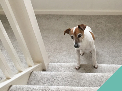 Senior dog climbing up stairs