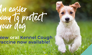 kennel-cough-advice