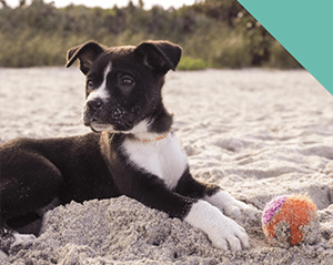 beach-dogs-summer
