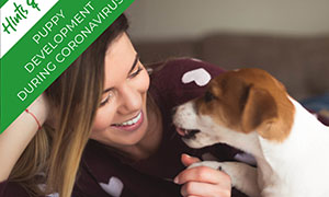 puppy-development-in-corona-times