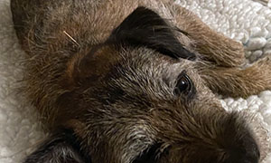 pet-acupuncture-leadovale