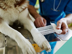 pets-first-aid