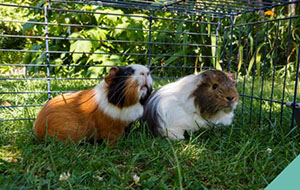 animals-in-hutches-heat-awareness