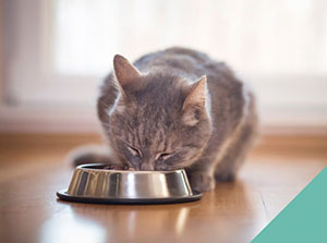new=pets-in-household