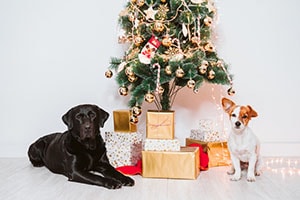 leadonvale-christmas-opening-hours