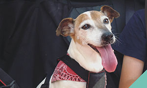 safe-travels-with-pets