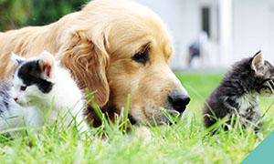 hazards-to-dogs-summer