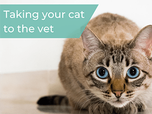 cats-at-vets