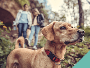 taking-your-dog-out-in-public