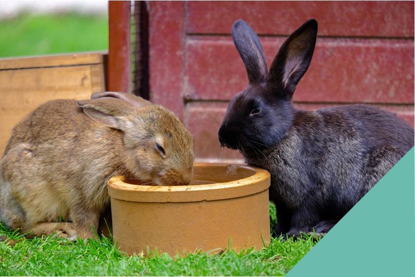 Rabbit Dental Care Services