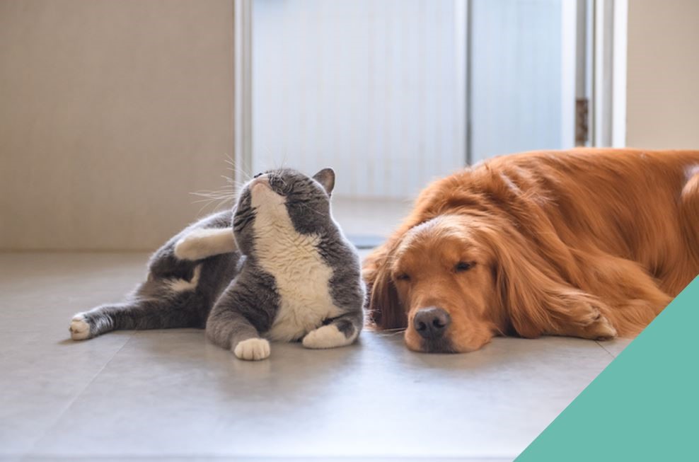 : Pet skin conditions