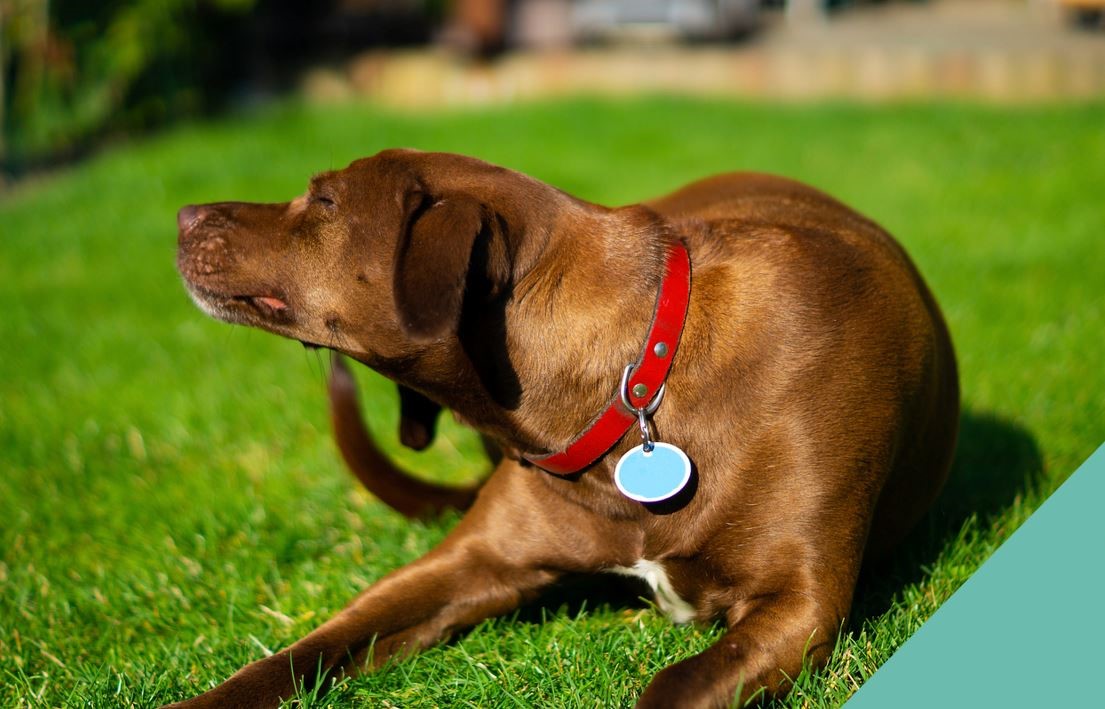 dog itching skin
