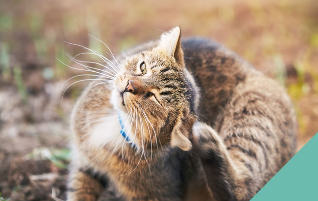 earmites cat itching