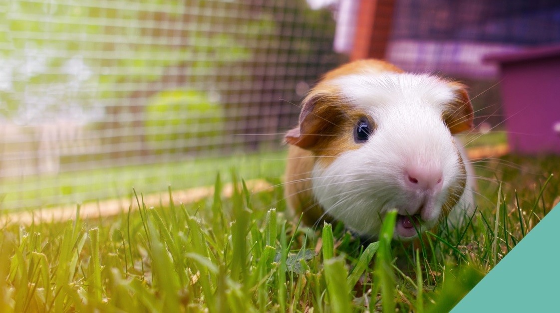 guinea pig