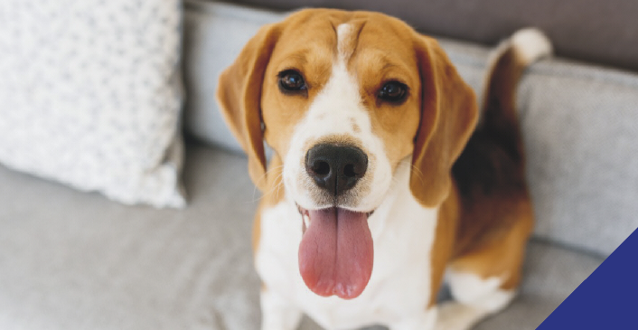 beagle with tongue out