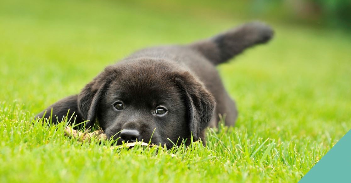 puppy in grass with toy