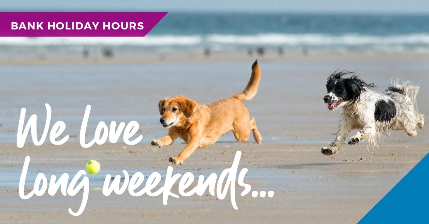 August bank holiday dogs running on beach