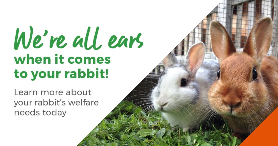Rabbit awareness week 2021