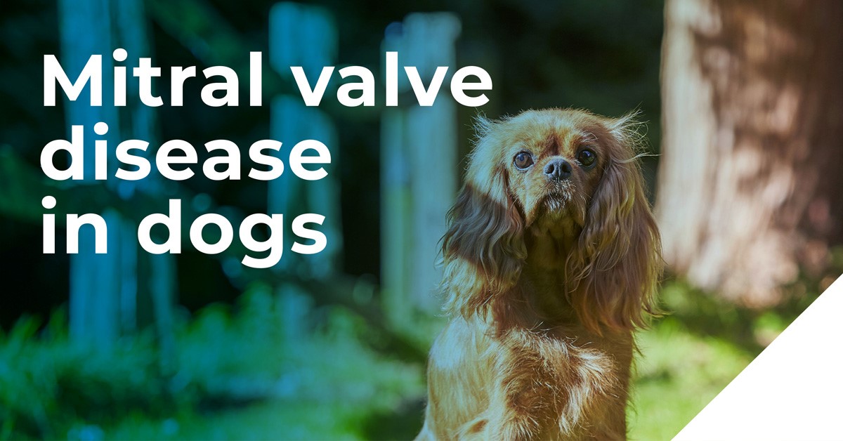 MVD in dogs
