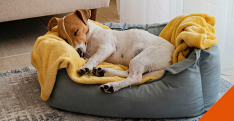 dog asleep in bed