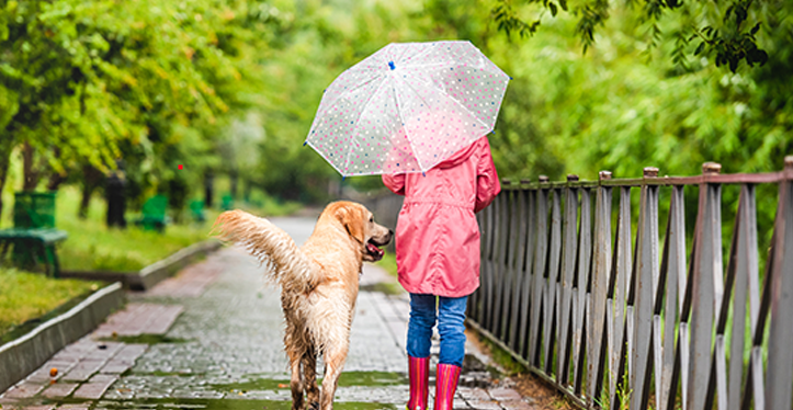 walking your dog in rain